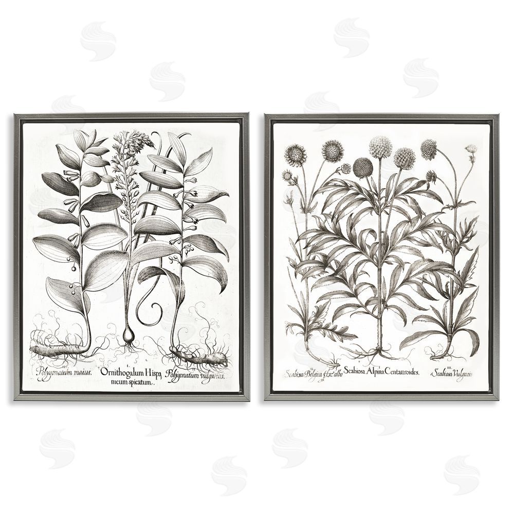 Lettered and Lined Botanical Root & Plant Studies Gray Floating Frame Canvas Wall Art Print