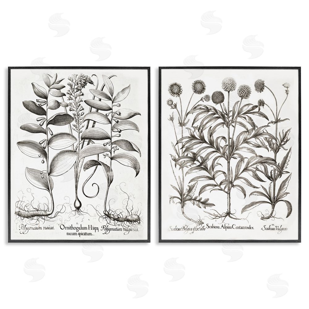 Lettered and Lined Botanical Root & Plant Studies Black Framed Giclee Print Wall Art