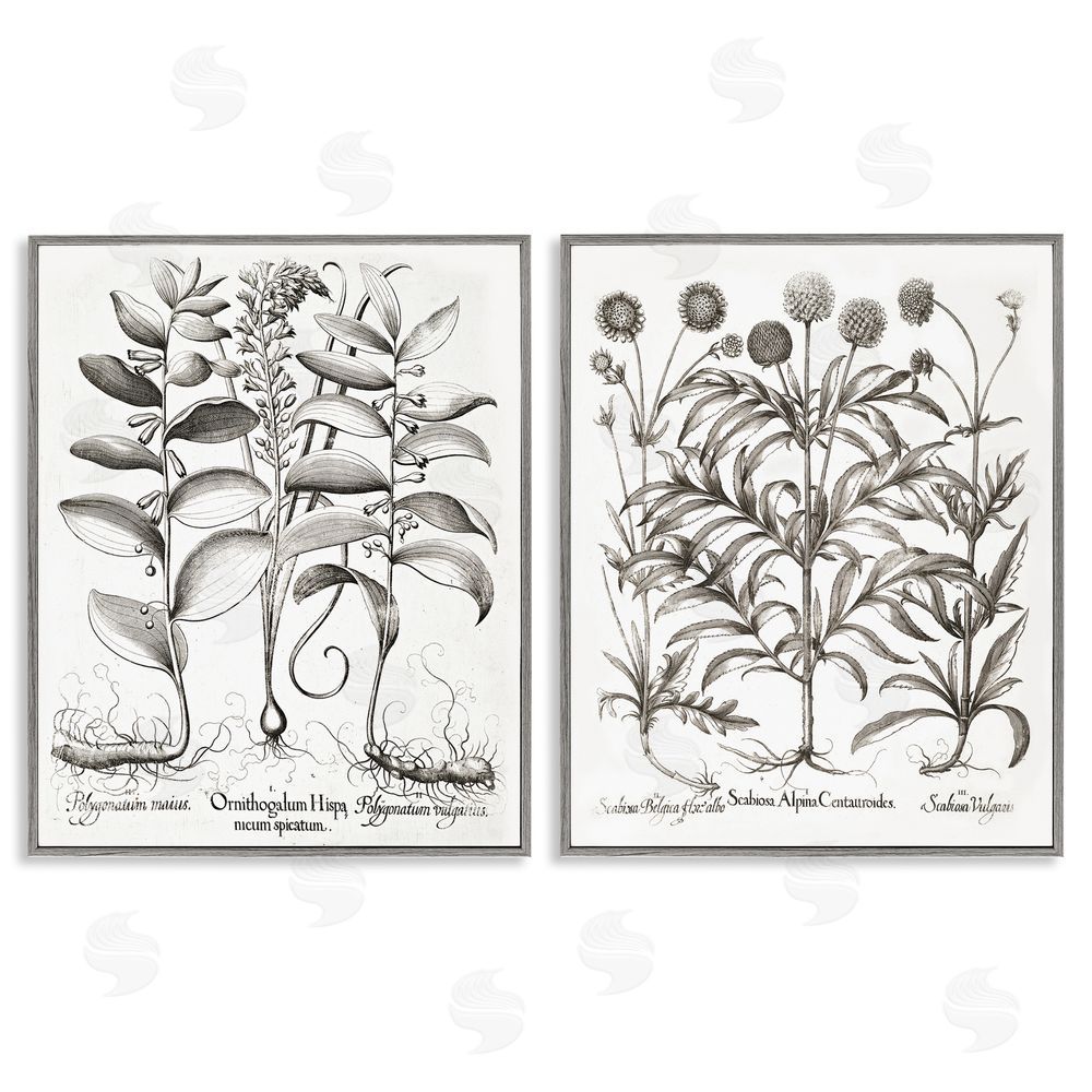 Lettered and Lined Botanical Root & Plant Studies Gray Framed Giclee Print Wall Art