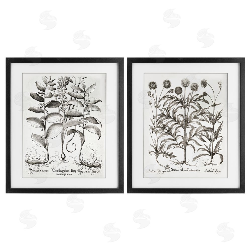 Lettered and Lined Botanical Root & Plant Studies Black Framed Print Under Glass Wall Art