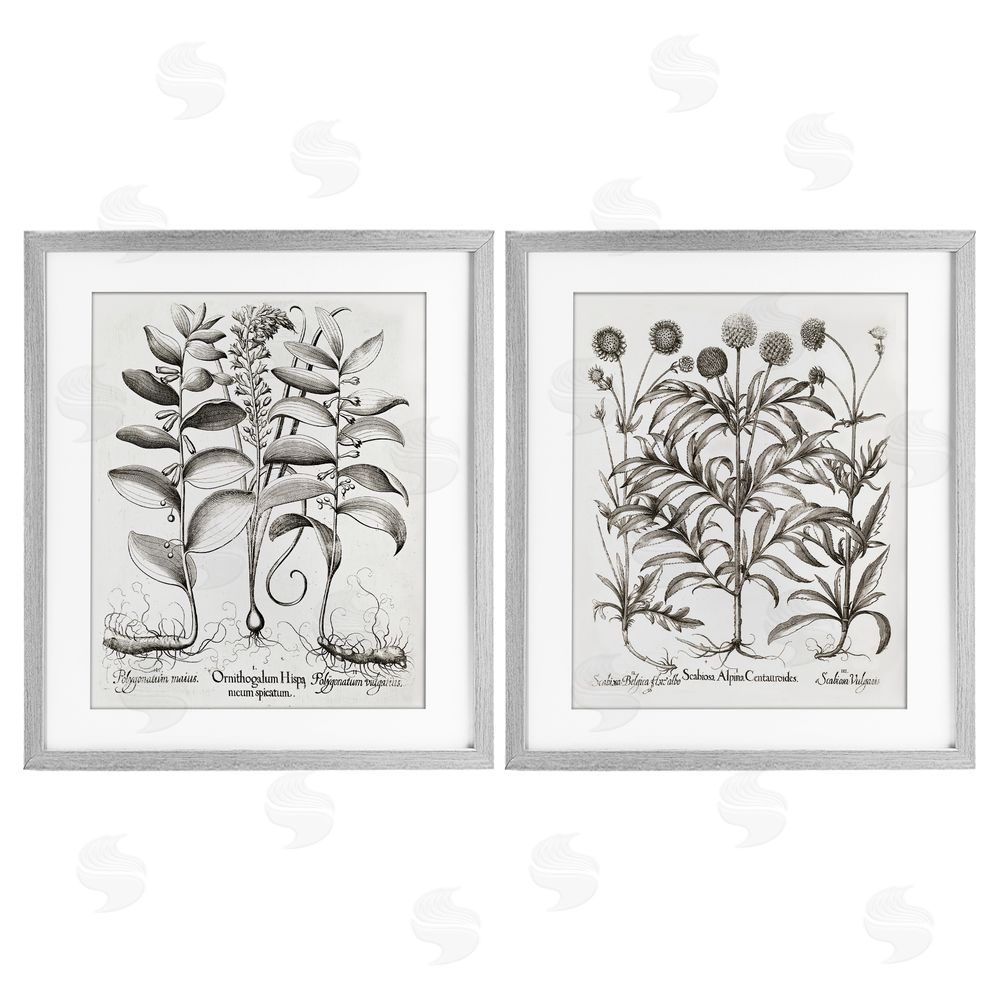 Lettered and Lined Botanical Root & Plant Studies Gray Framed Print Under Glass Wall Art