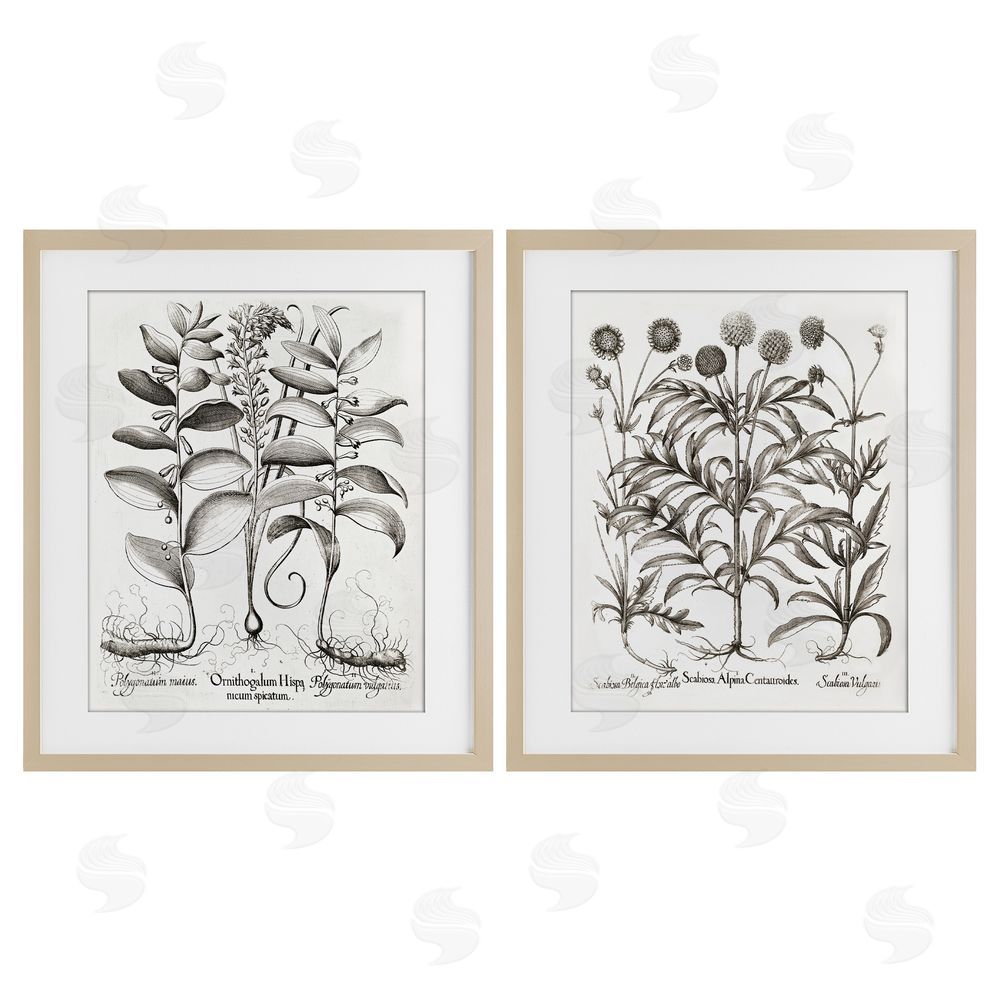 Lettered and Lined Botanical Root & Plant Studies Brown Framed Print Under Glass Wall Art