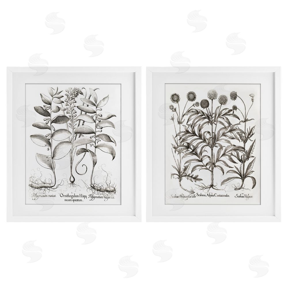 Lettered and Lined Botanical Root & Plant Studies White Framed Print Under Glass Wall Art