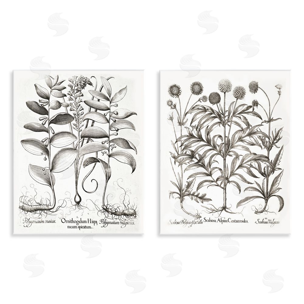 Lettered and Lined Botanical Root & Plant Studies Wooden Wall Plaque Art Print