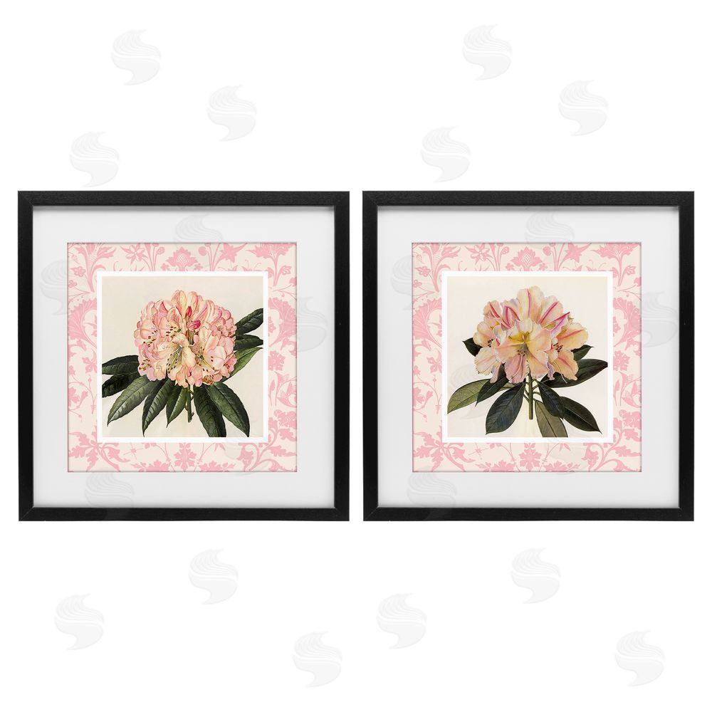 Livi Finn Pink Vintage Pattern Botanicals Black Framed Print Under Glass Wall Art