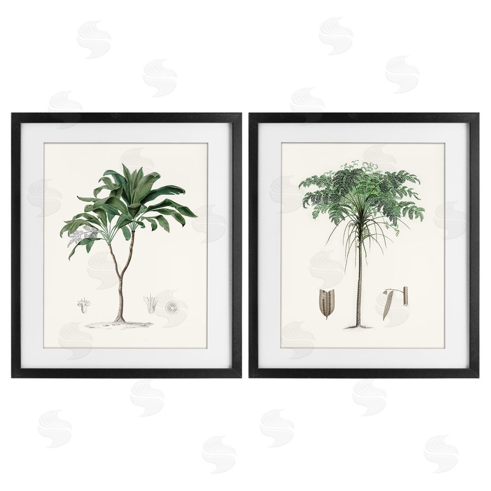 Val Rhodes Two Types of Palms Black Framed Print Under Glass Wall Art