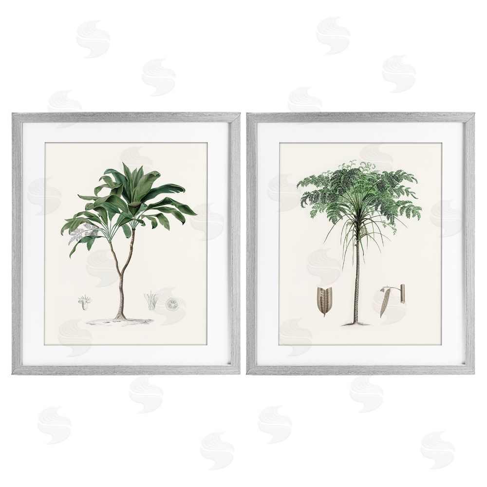 Val Rhodes Two Types of Palms Gray Framed Print Under Glass Wall Art