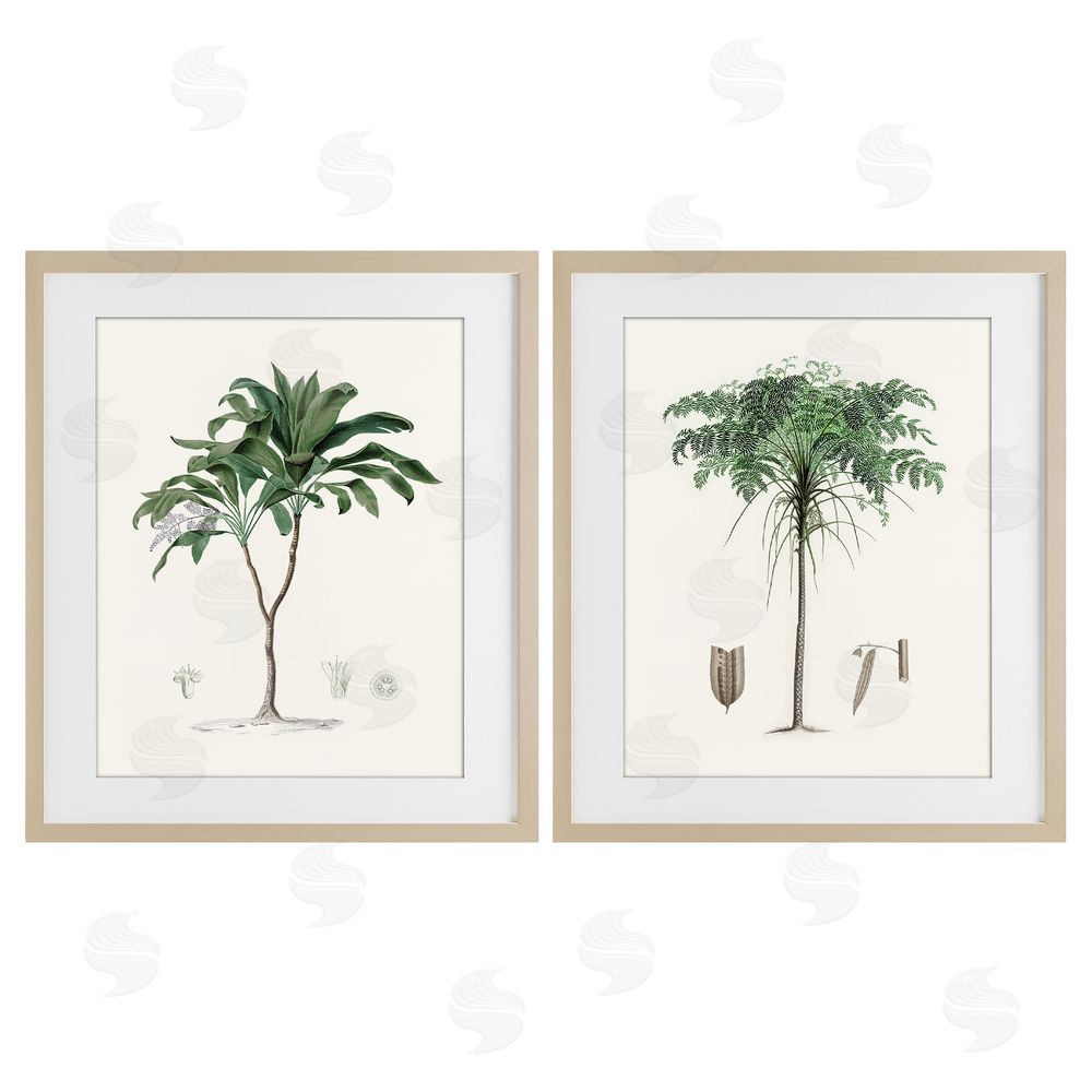 Val Rhodes Two Types of Palms Birch Framed Print Under Glass Wall Art