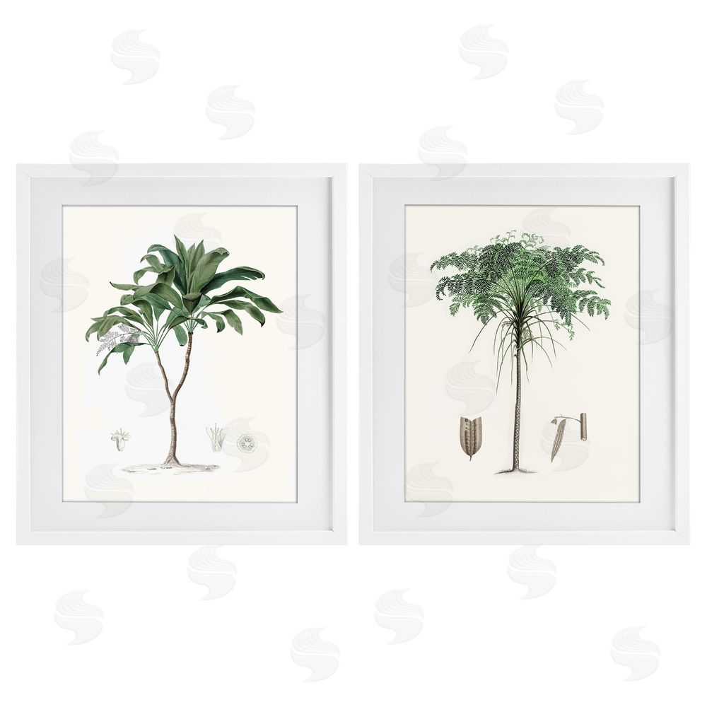 Val Rhodes Two Types of Palms White Framed Print Under Glass Wall Art