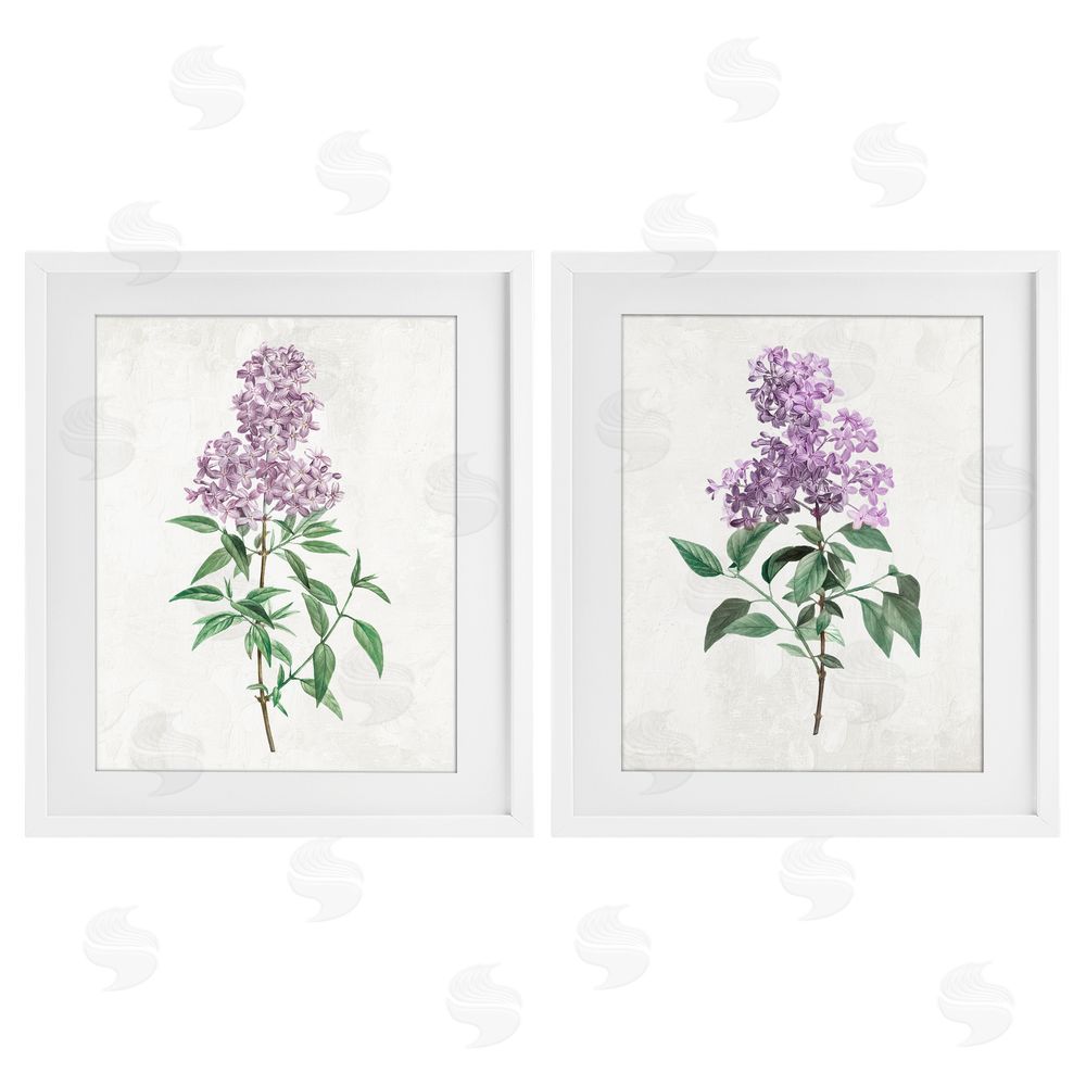 Kim Allen Herbaceous Lilac Blooms White Framed Print Under Glass with Mat Wall Art