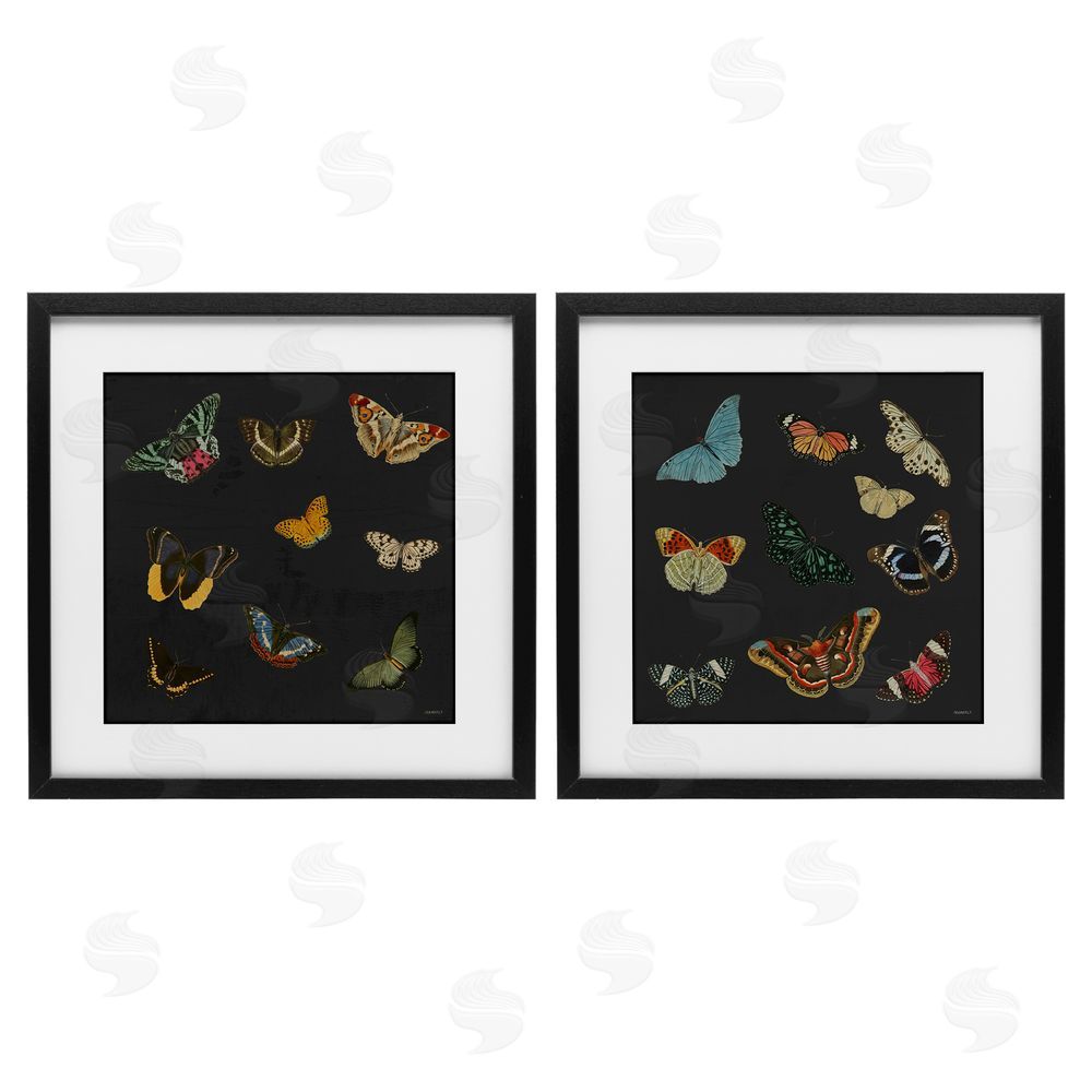 Sundance Graphics Entomology Collection on Black Black Framed Print Under Glass Wall Art