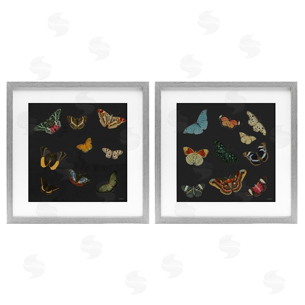 Sundance Graphics Entomology Collection on Black Gray Framed Print Under Glass Wall Art