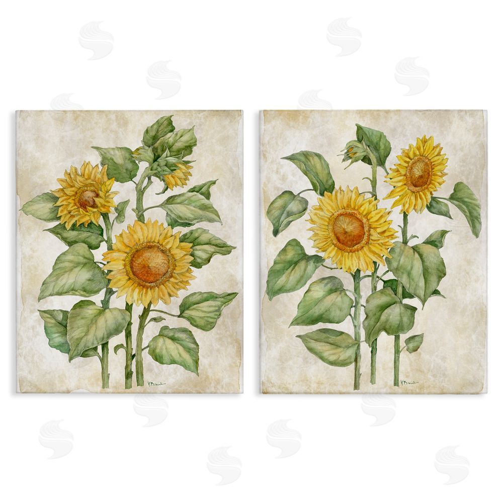 Paul Brent Floral Journal Sunflower Studies Stretched Canvas Wall Art