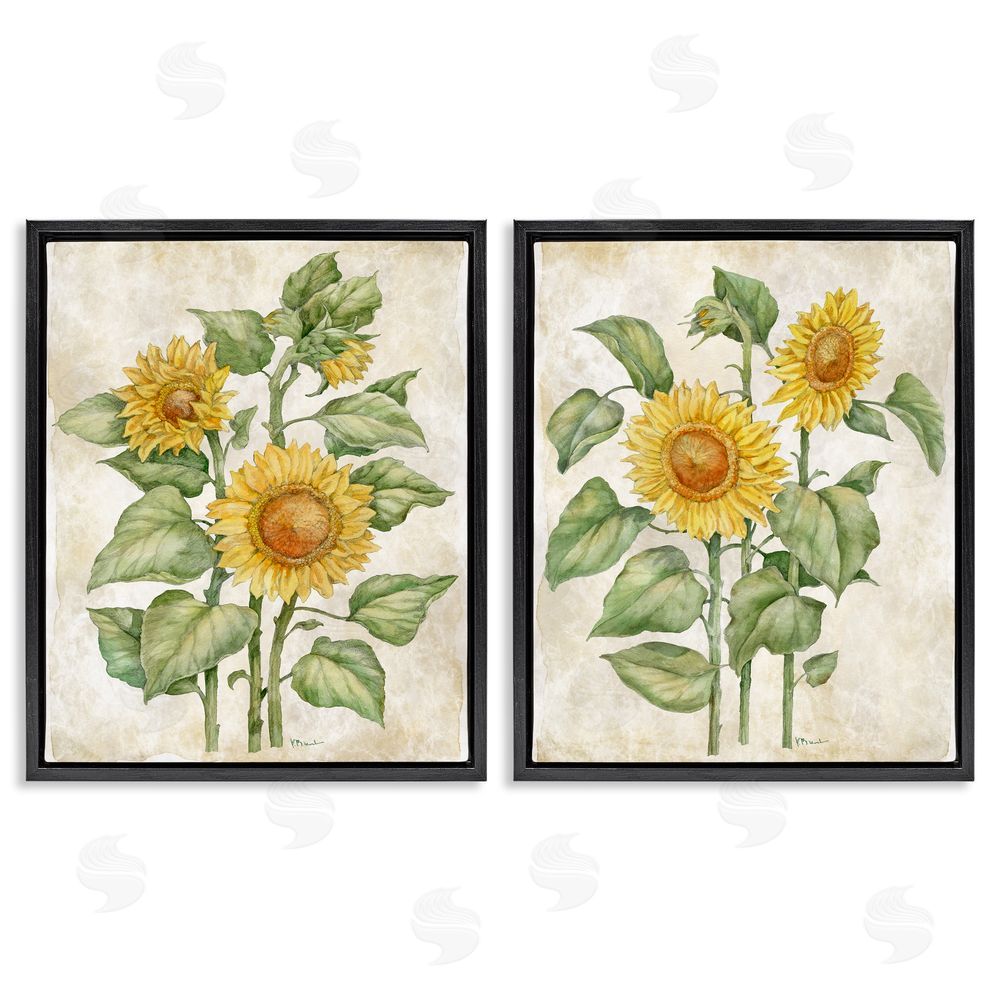 Paul Brent Floral Journal Sunflower Studies Black Floating Framed Canvas Wall Art