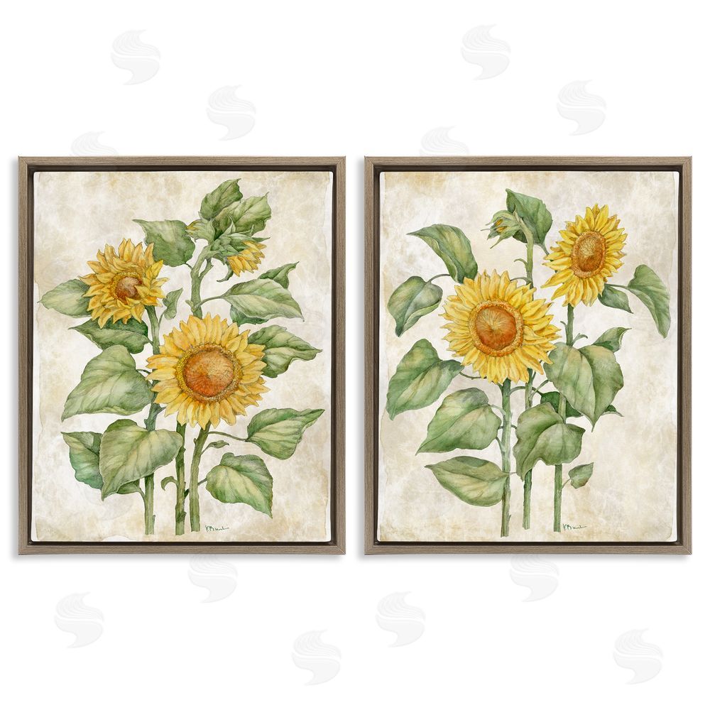 Paul Brent Floral Journal Sunflower Studies Brown Floating Framed Canvas Wall Art