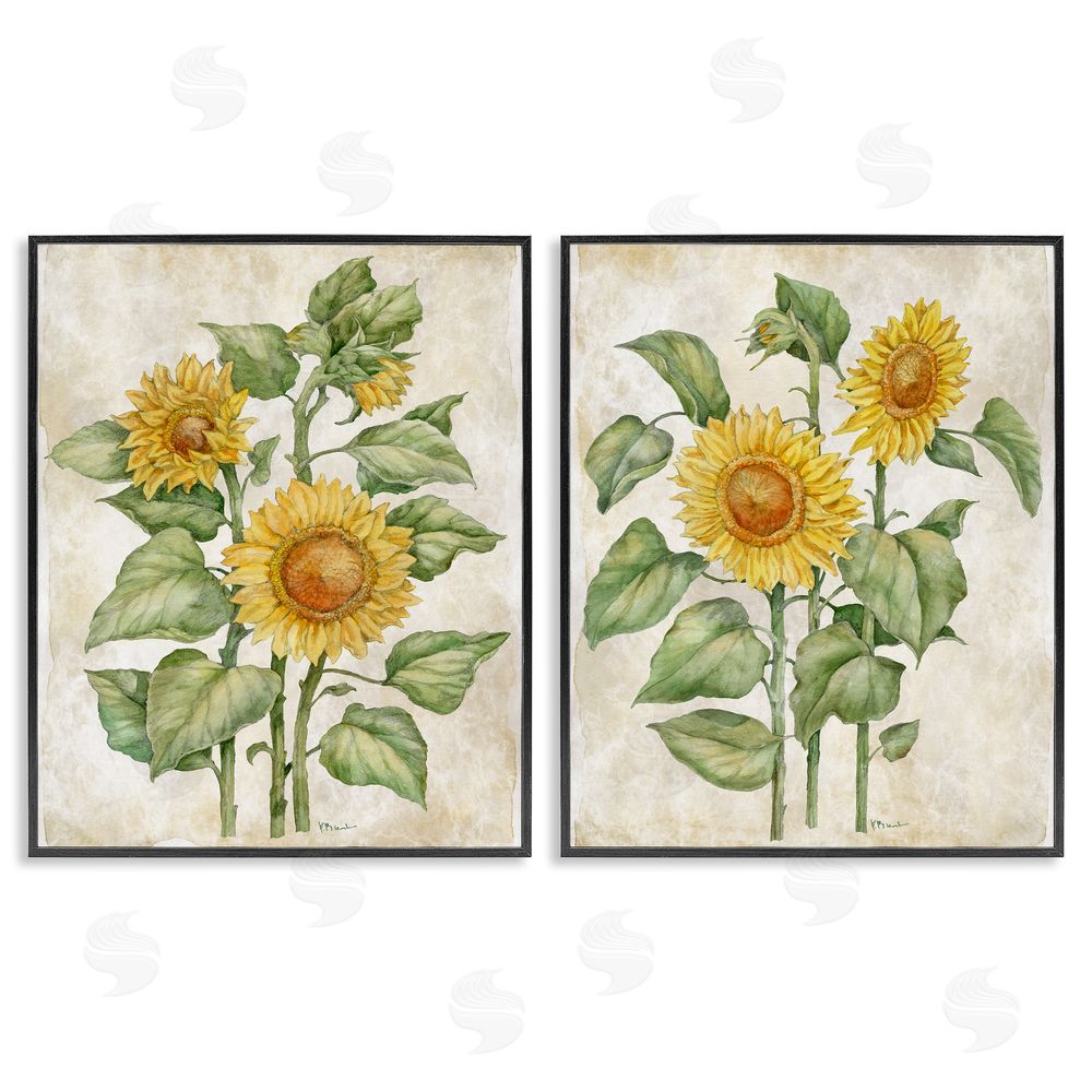 Paul Brent Floral Journal Sunflower Studies Black Framed Giclee Wall Art