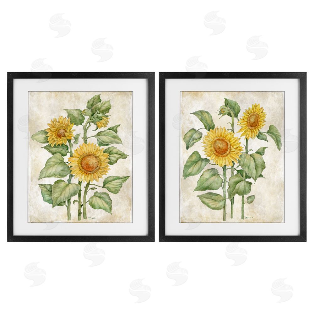 Paul Brent Floral Journal Sunflower Studies Black Framed Print Under Glass Wall Art