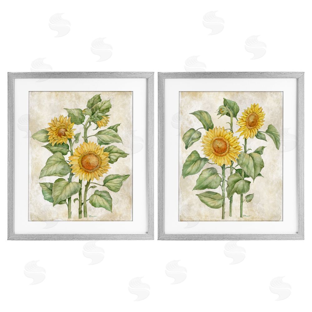 Paul Brent Floral Journal Sunflower Studies Gray Framed Print Under Glass Wall Art