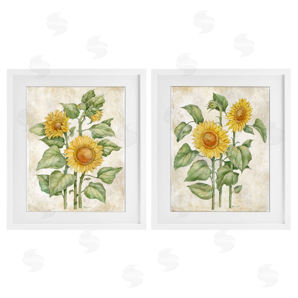 Paul Brent Floral Journal Sunflower Studies White Framed Print Under Glass Wall Art