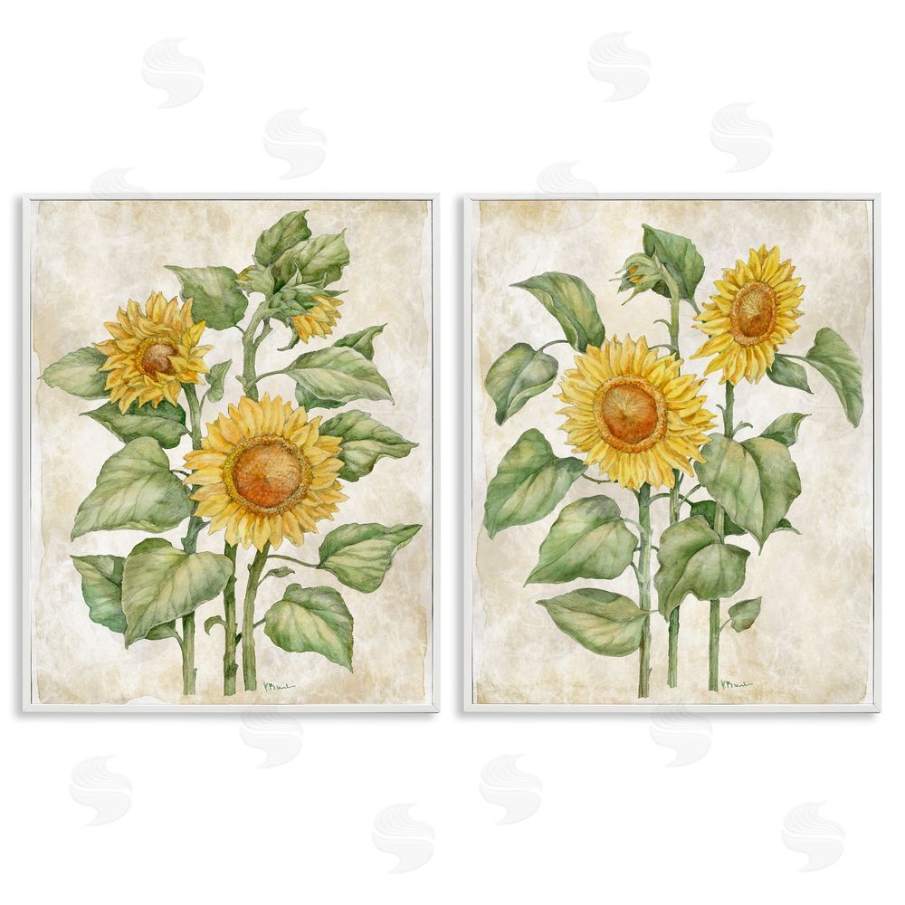 Paul Brent Floral Journal Sunflower Studies White Framed Giclee Wall Art