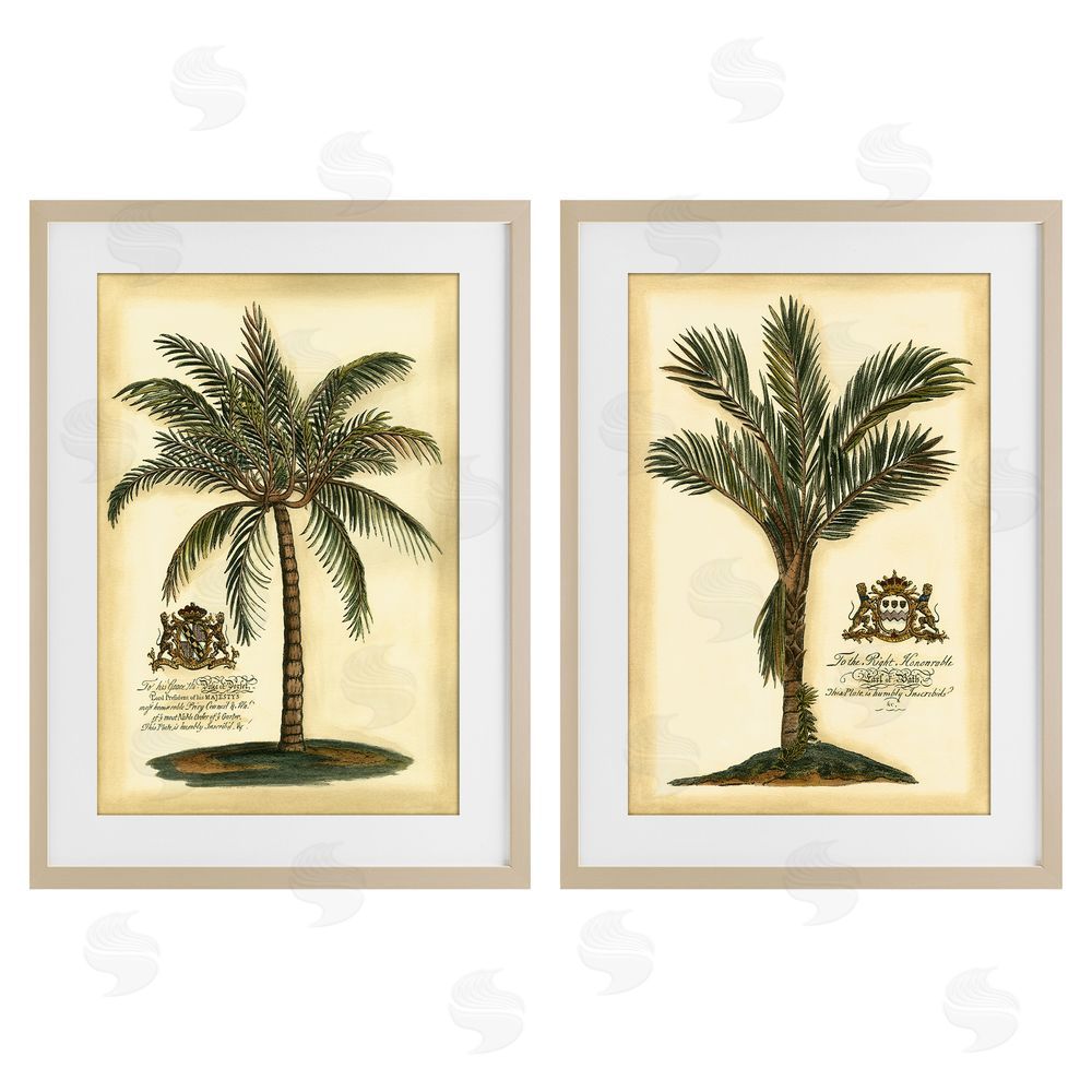 Vision Studio Vintage Historical Palms Brown Framed Print Under Glass Wall Art