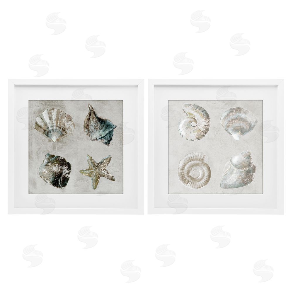Lorenzo Collective Shoreline Treasures Seashells Collection White Framed Print Under Glass Wall Art