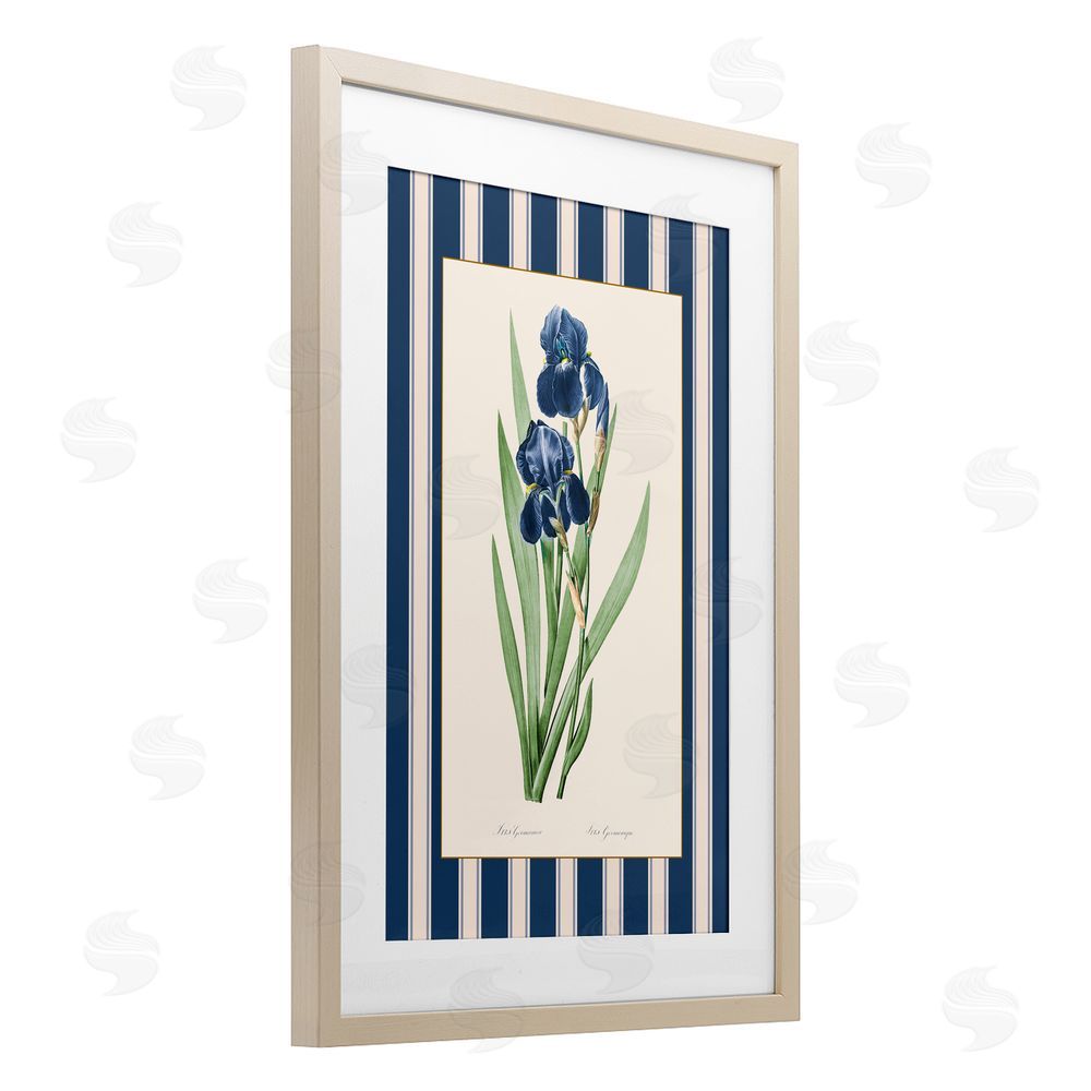 Corinne Haig Iris Study over Stripes Birch Framed Print Under Glass Art