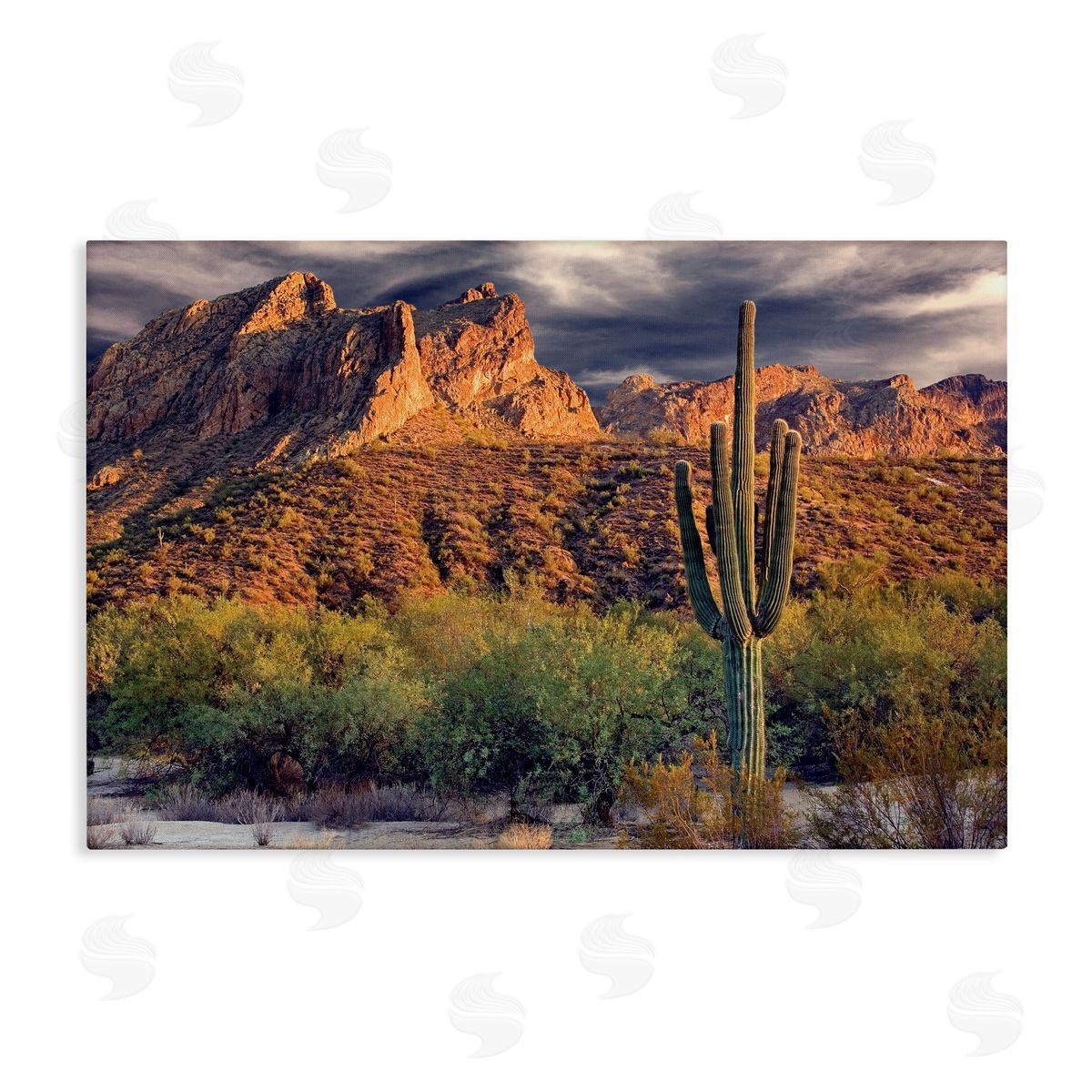 Mike Jones Tall And Strong Cactus View Canvas Wall Art Print