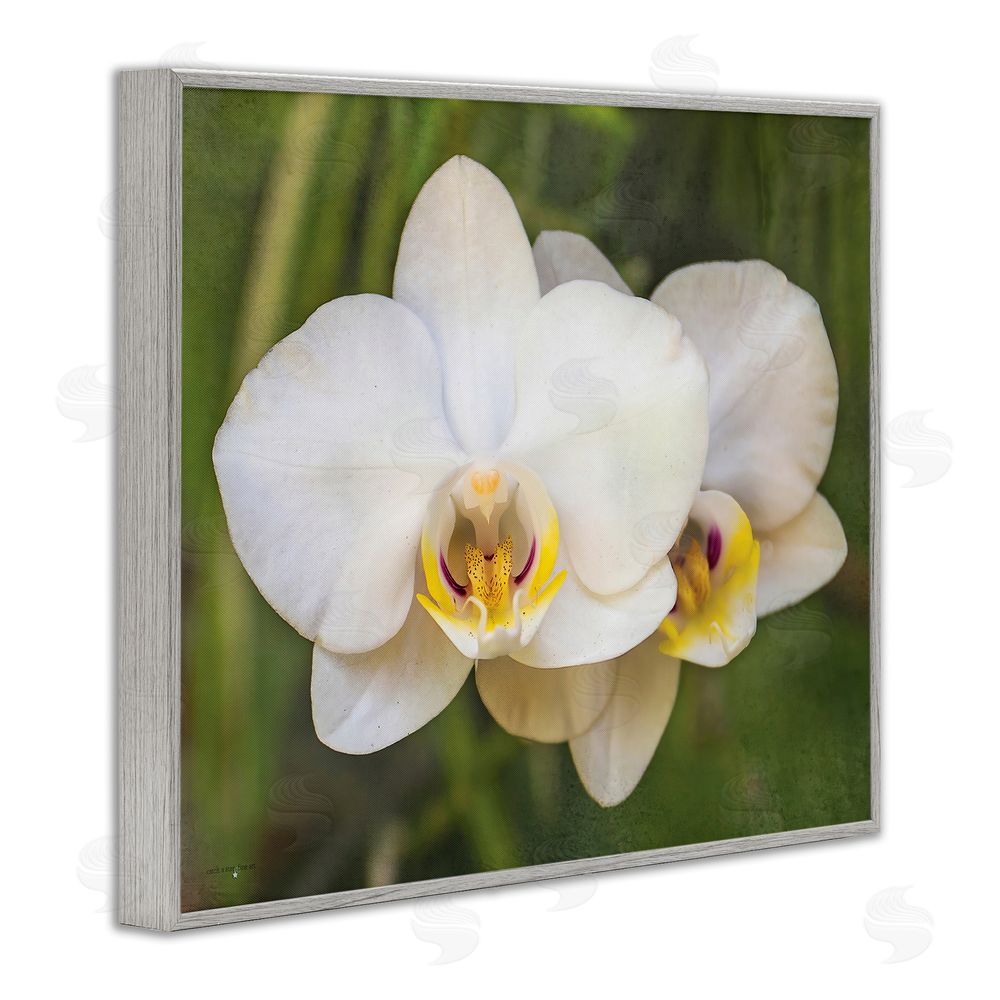 Seven Trees Design Orchid Blossom Glow Gray Framed Giclee Wall Art Print