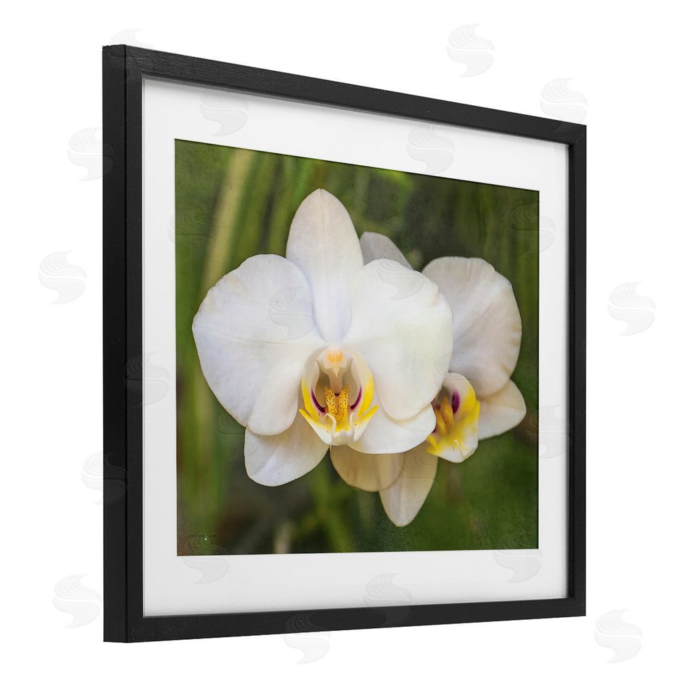Seven Trees Design Orchid Blossom Glow Black Framed Print Under Glass with White Mat Wall Art
