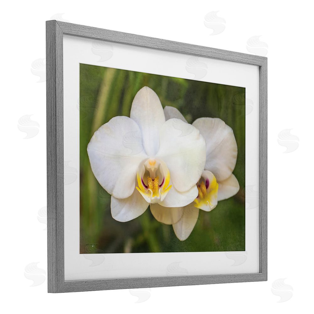 Seven Trees Design Orchid Blossom Glow Gray Framed Print Under Glass with White Mat Wall Art