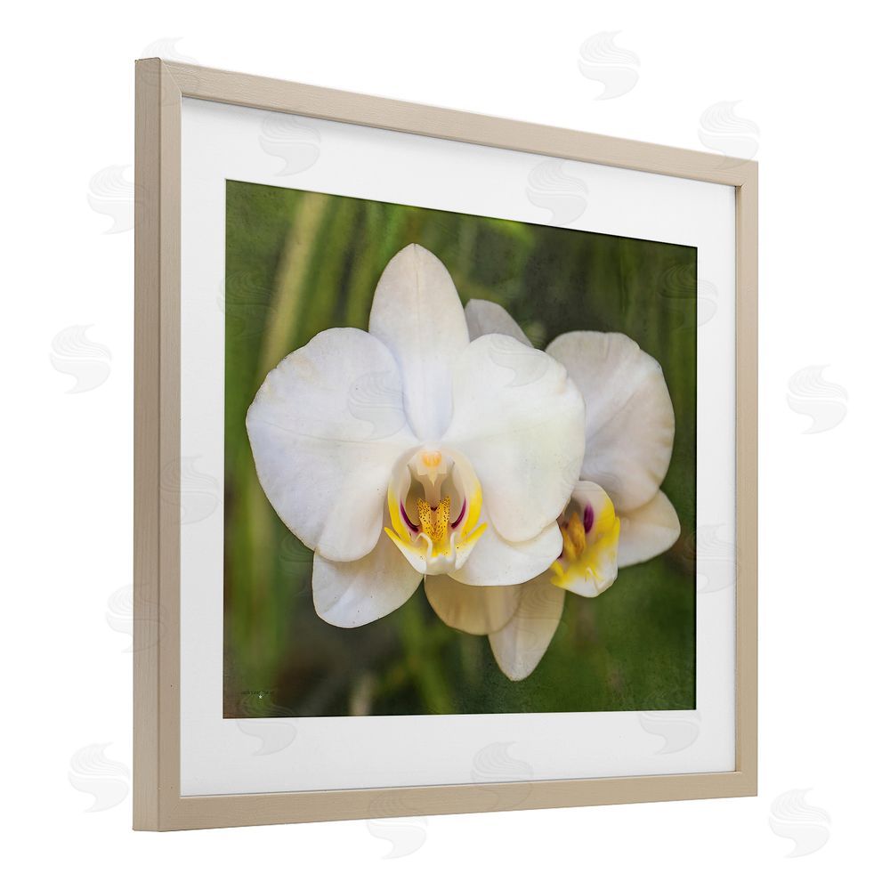 Seven Trees Design Orchid Blossom Glow Birch Framed Print Under Glass with White Mat Wall Art