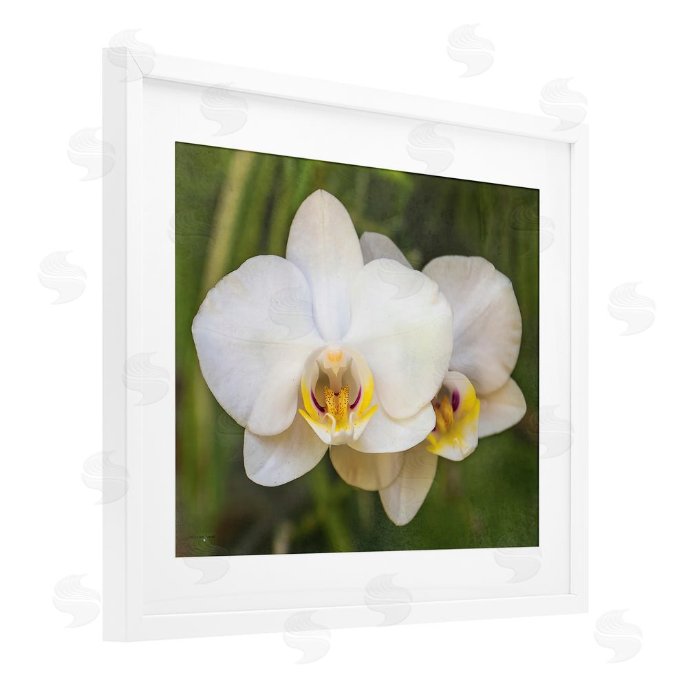 Seven Trees Design Orchid Blossom Glow White Framed Print Under Glass with Mat Wall Art