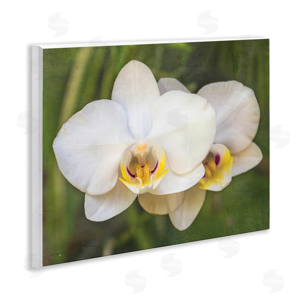 Seven Trees Design Orchid Blossom Glow Wall Plaque Art Print