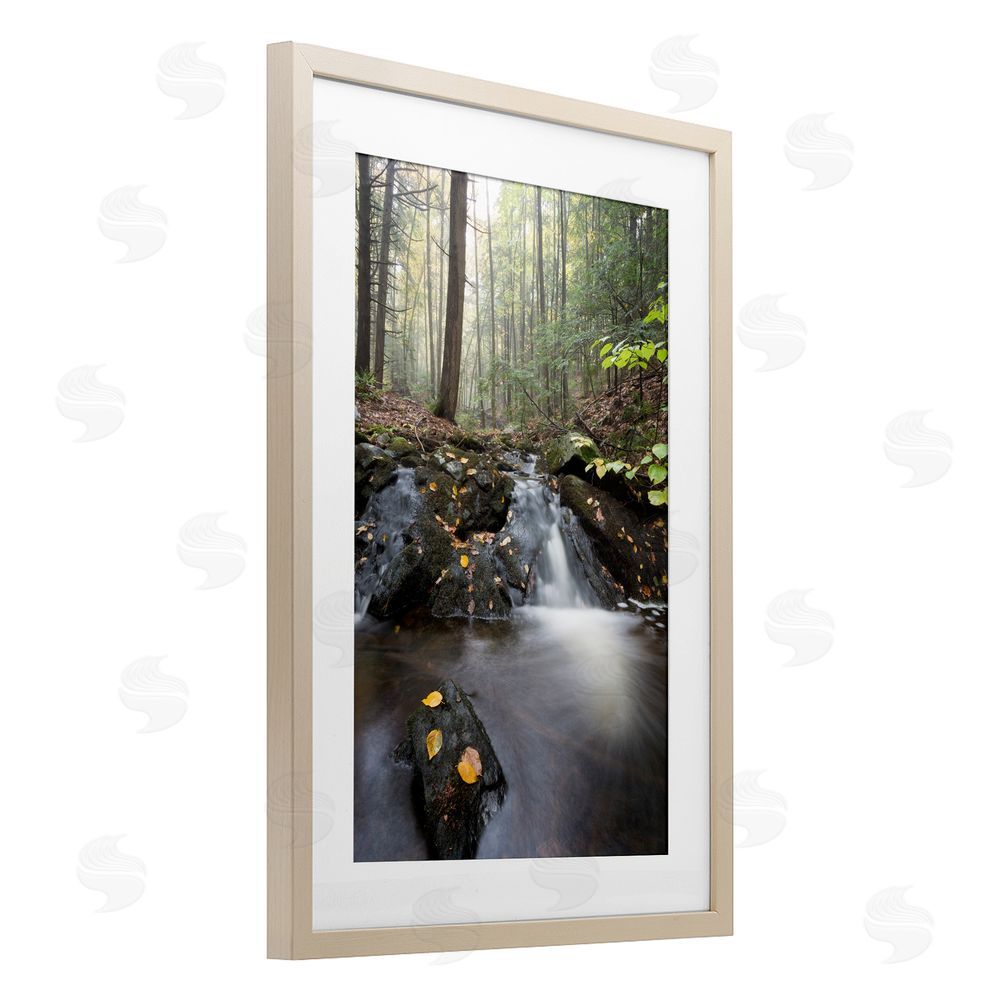 James Rodewald Misty Stream Adirondacks Birch Framed Print Under Glass with White Mat Wall Art