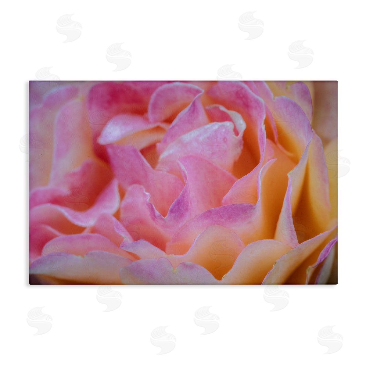 James Rodewald Pink Floral Petals Palette Canvas Wall Art Print
