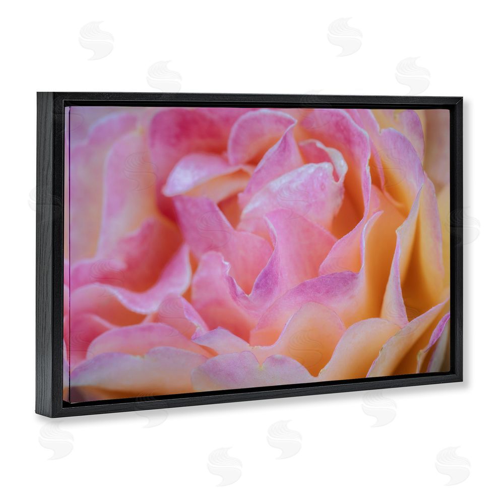 James Rodewald Pink Floral Petals Palette Black Floating Frame Canvas Wall Art Print