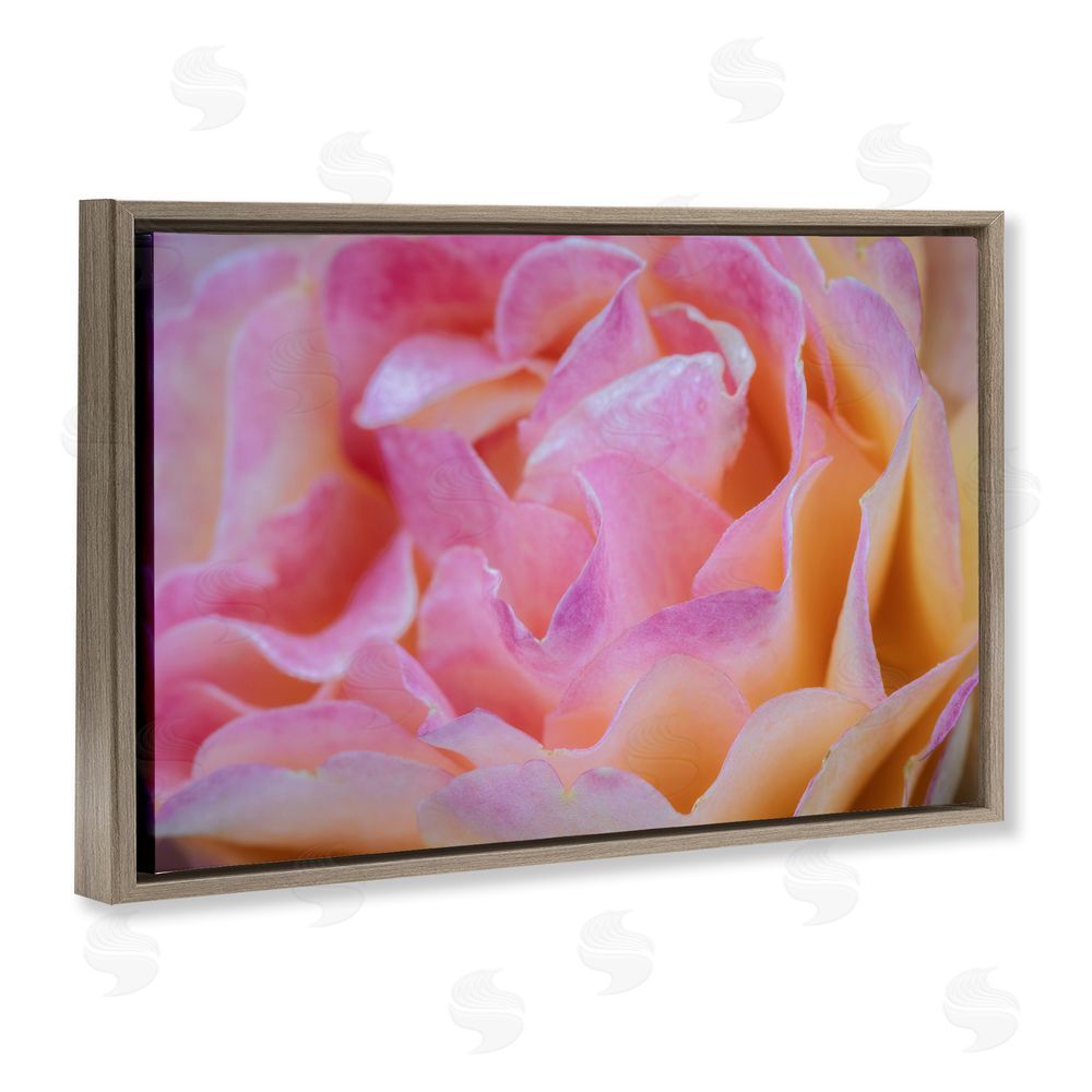 James Rodewald Pink Floral Petals Palette Brown Floating Frame Canvas Wall Art Print