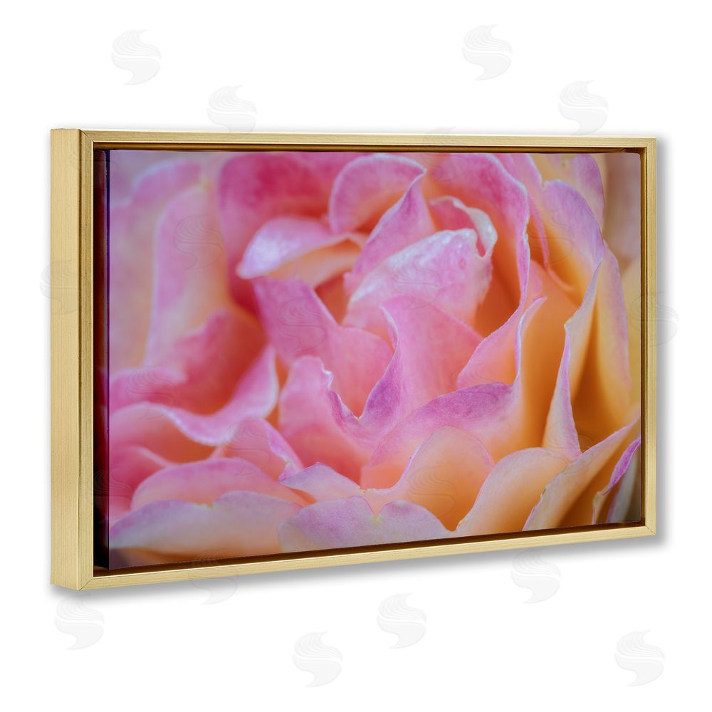 James Rodewald Pink Floral Petals Palette Gold Floating Frame Canvas Wall Art Print