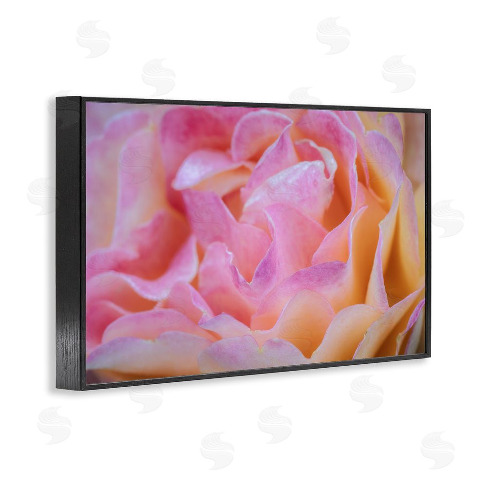 James Rodewald Pink Floral Petals Palette Black Framed Giclee Wall Art Print