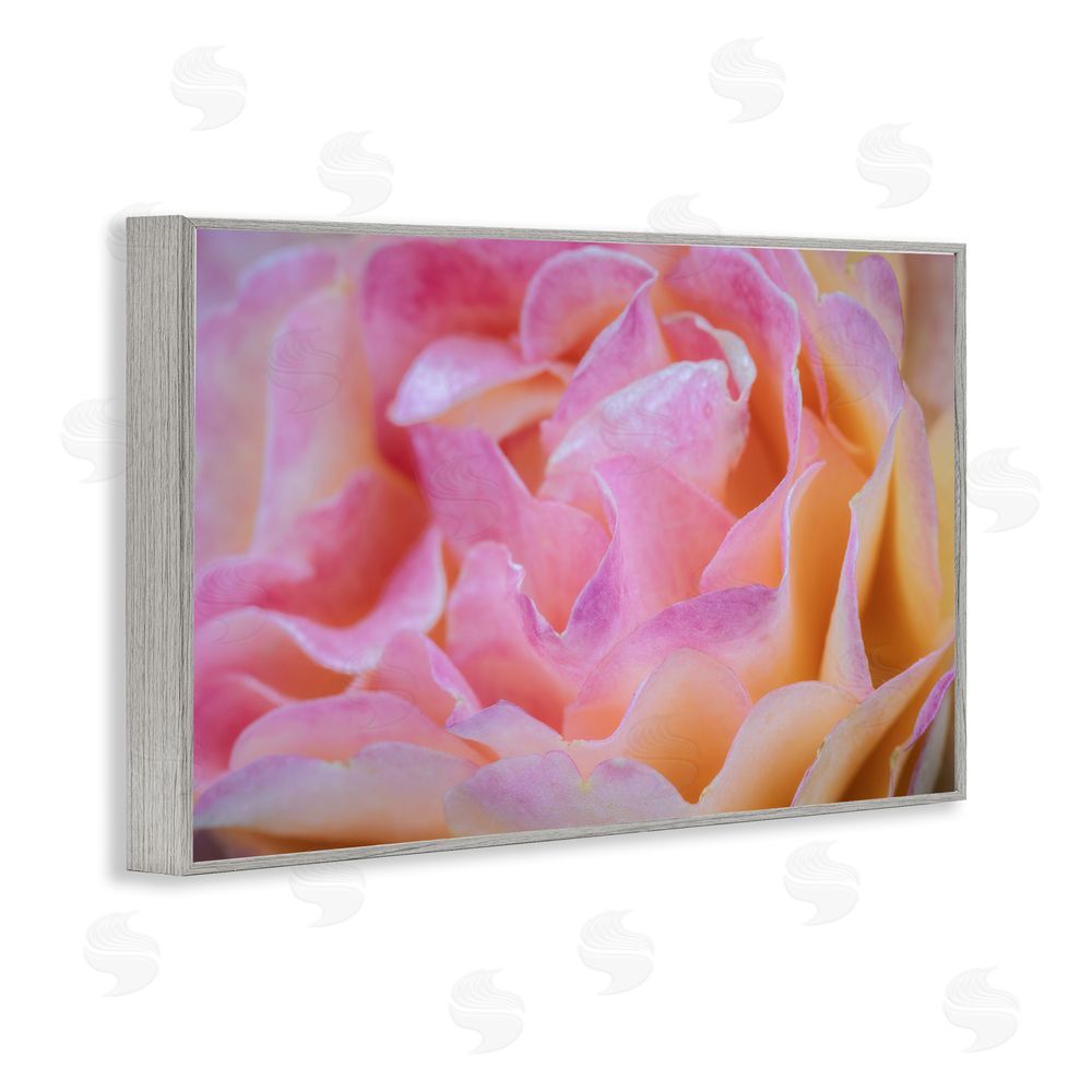 James Rodewald Pink Floral Petals Palette Gray Framed Giclee Wall Art Print
