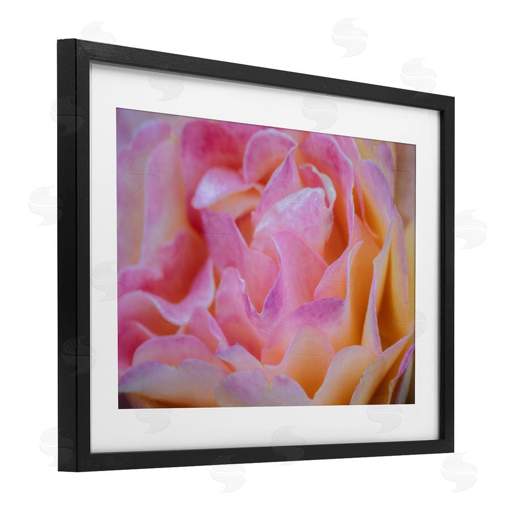 James Rodewald Pink Floral Petals Palette Black Framed Print Under Glass with White Mat Wall Art