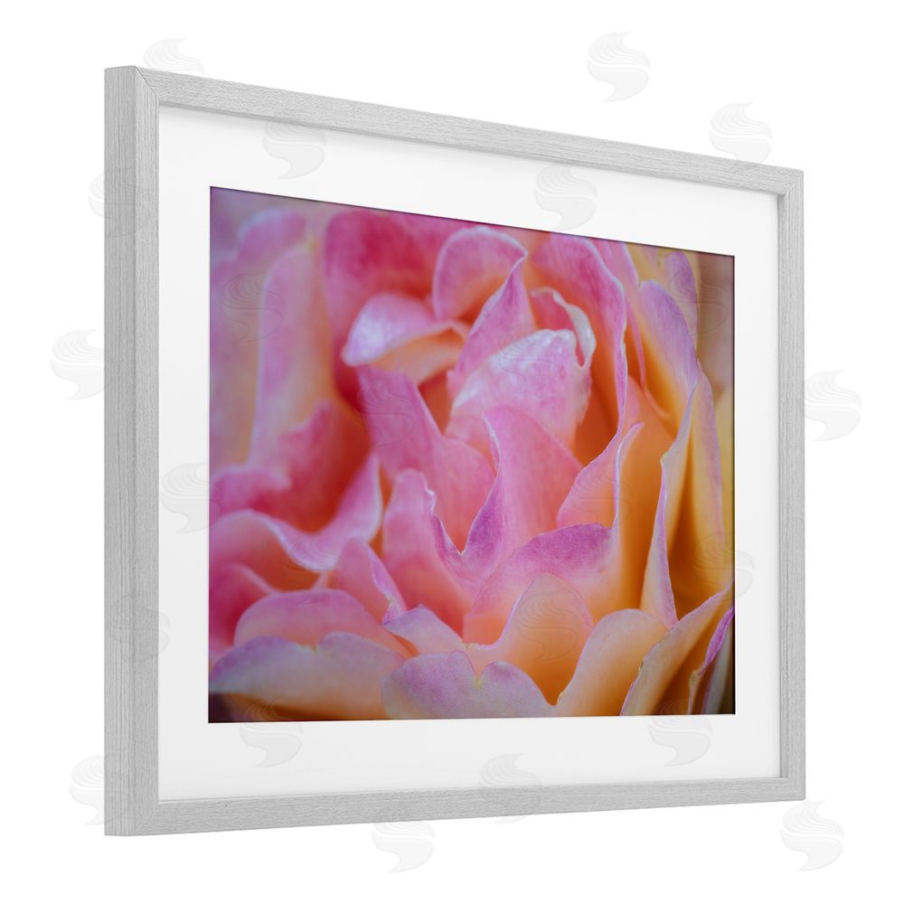 James Rodewald Pink Floral Petals Palette Gray Framed Print Under Glass with White Mat Wall Art