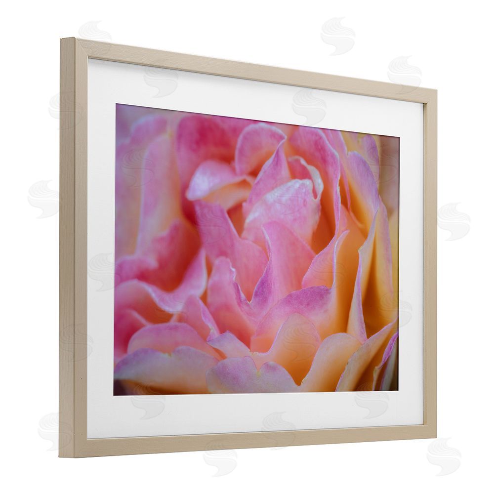 James Rodewald Pink Floral Petals Palette Birch Framed Print Under Glass with White Mat Wall Art