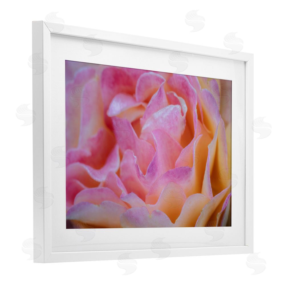 James Rodewald Pink Floral Petals Palette White Framed Print Under Glass with Mat Wall Art