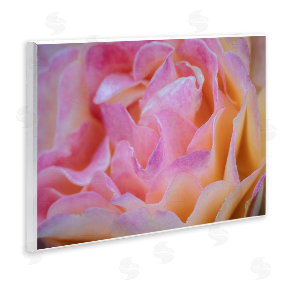 James Rodewald Pink Floral Petals Palette Wall Plaque Art Print