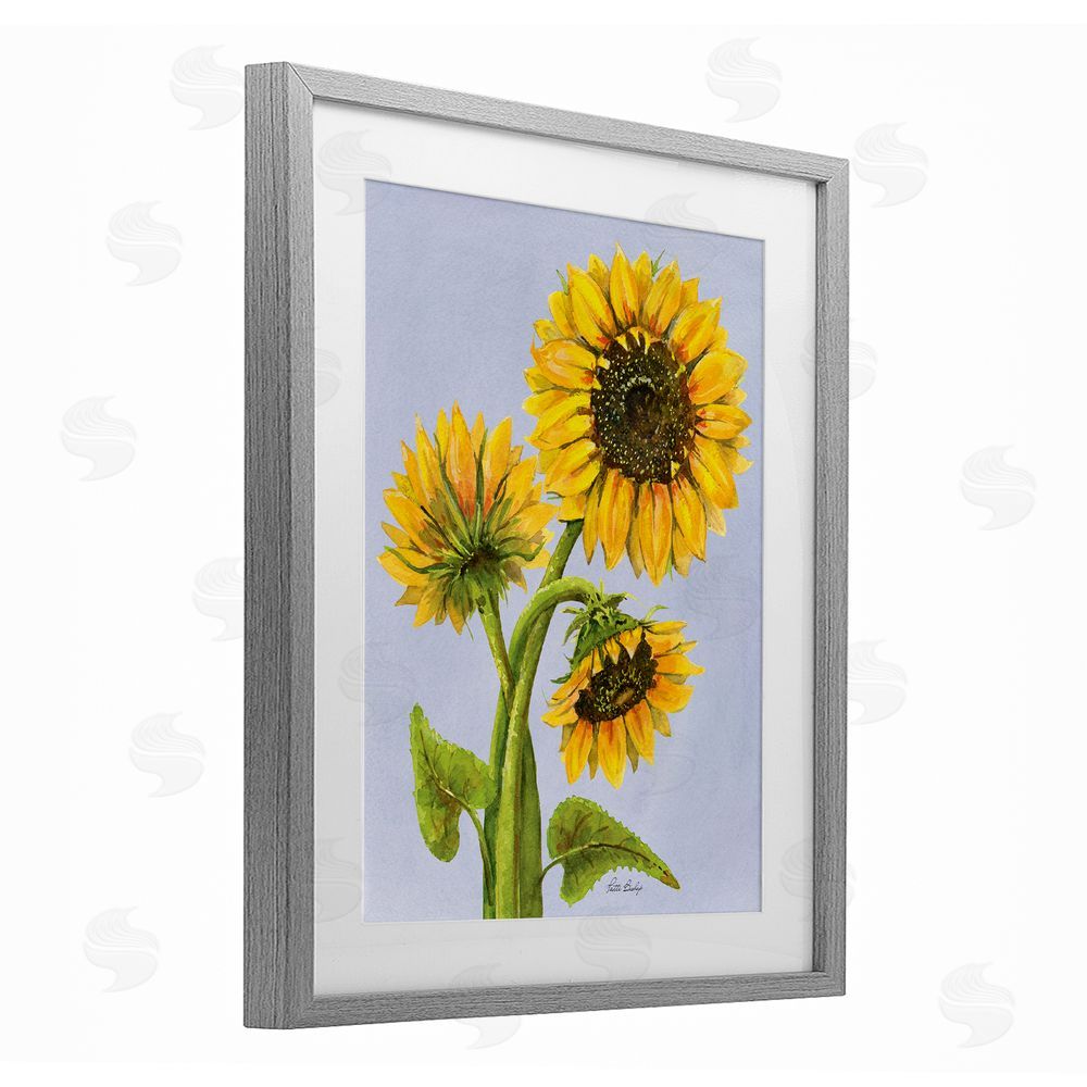 Patti Bishop Sunflower Trio Against Blue Gray Framed Print Under Glass with White Mat Wall Art