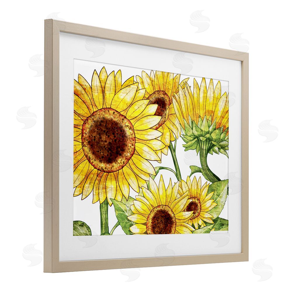 Kim Allen Peeking Sunflower Blooms Birch Framed Print Under Glass with White Mat Wall Art