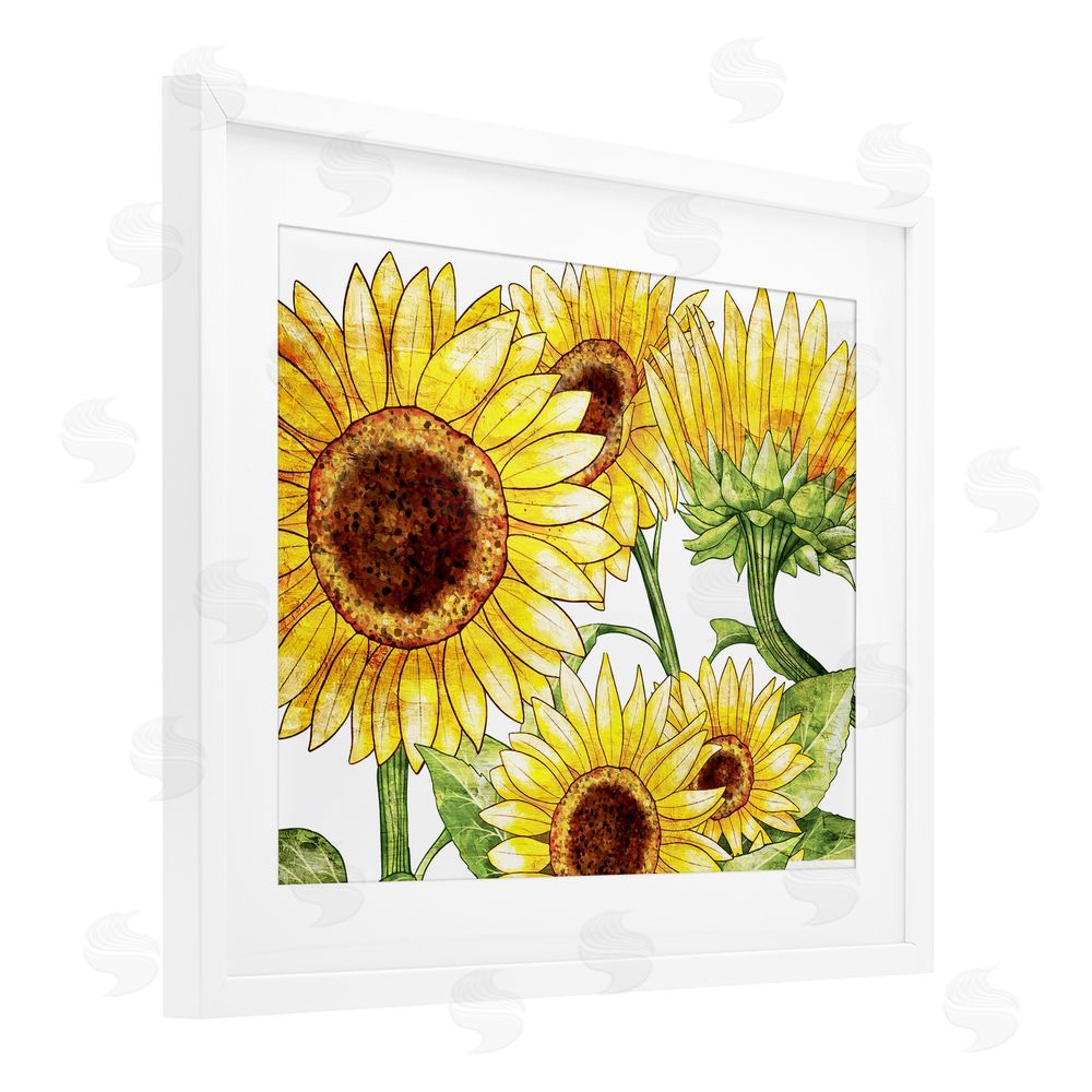 Kim Allen Peeking Sunflower Blooms White Framed Print Under Glass with Mat Wall Art
