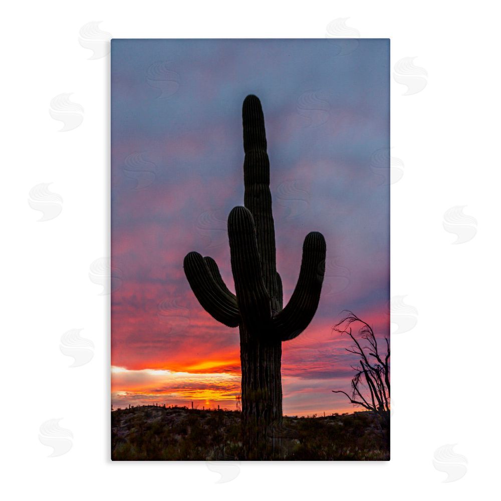 Jeff Poe Photography Arizona Cactus at Sunset Canvas Wall Art Print